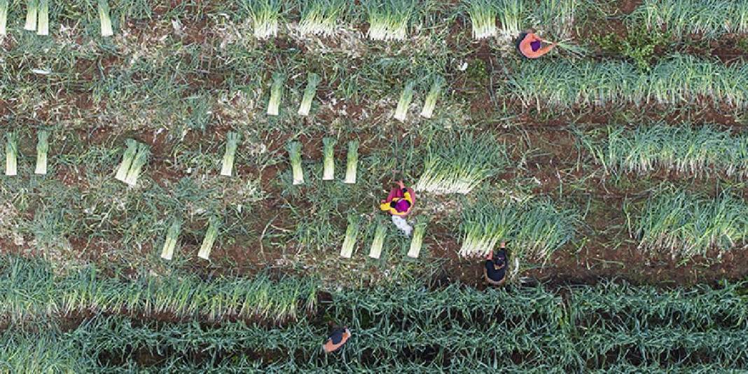 Sebze tarlalarında hasat telaşı! 1 milyon 900 bin ton üretim yapılıyor, emekler karşılığını buluyor! 1